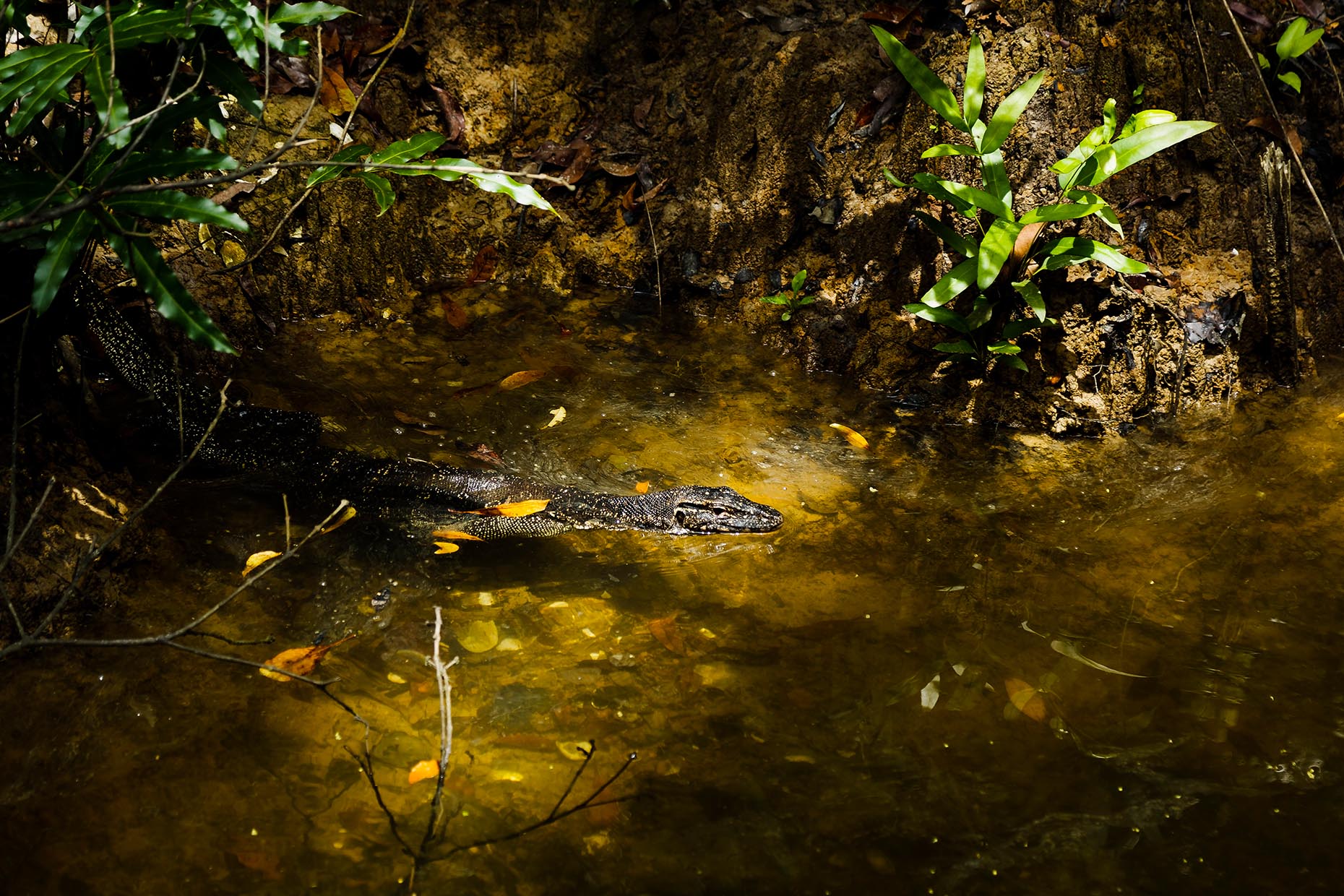 EdStafford_LastManOut_Borneo078