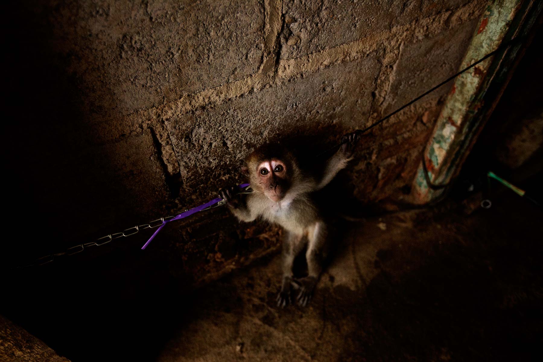 MonkeyTownC008